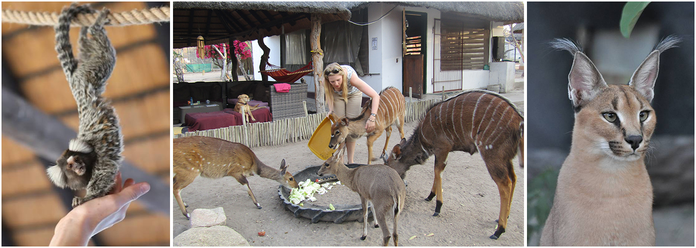 Animal orphanage hot sale