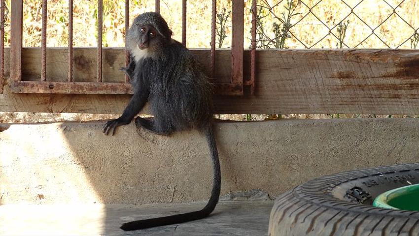 More Great News From Lilongwe, Including A Mischievous Monkey And Three Jackals!