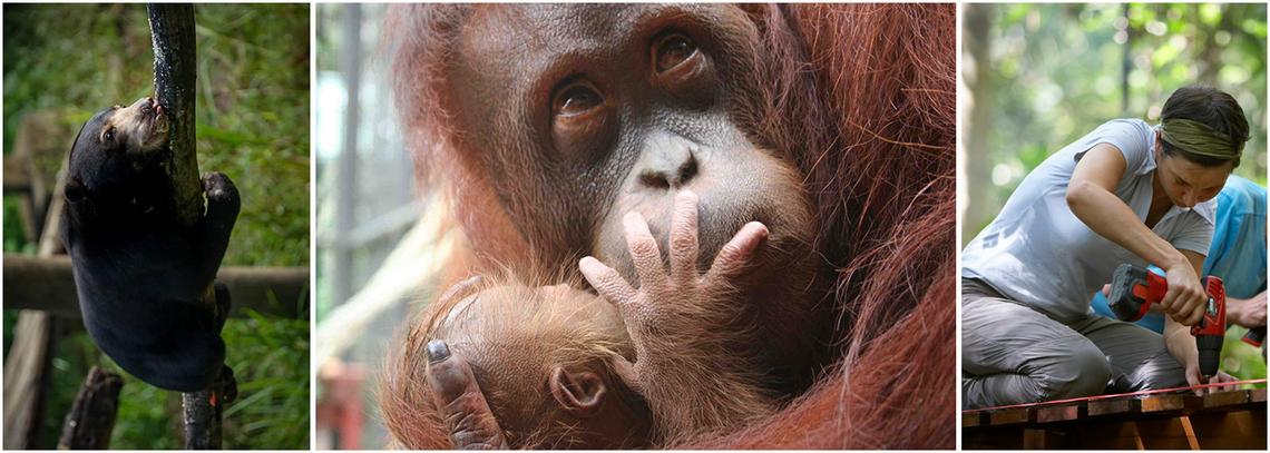 Borneo Orangutan Sanctuary Volunteer Project | The Great Projects