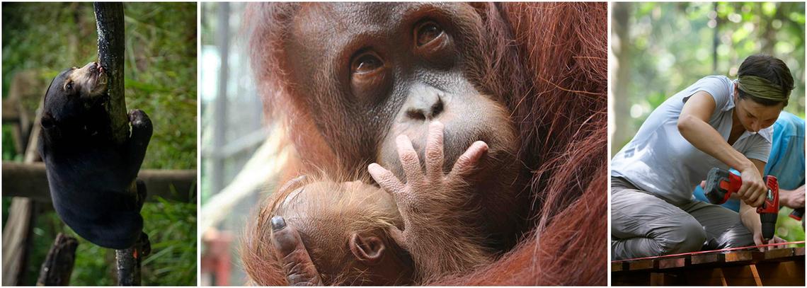 Borneo Orangutan Sanctuary Volunteer Project | The Great Projects Borneo Orangutan Sanctuary Volunteer Project | The Great Projects