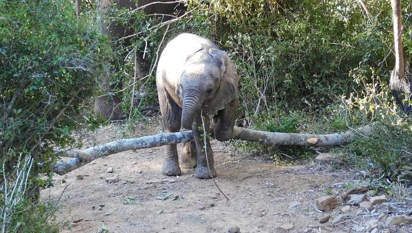 24 (And A Bit) Hours At The Kariega 'Big 5' Conservation Project!