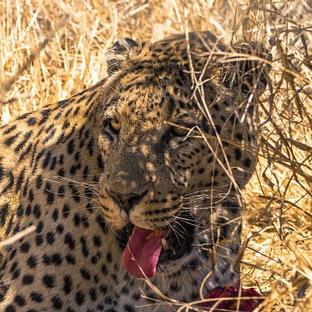 "A Couple Of Days In You Find Yourself At Home" - Why Charles Loved The Namibia Wildlife Sanctuary