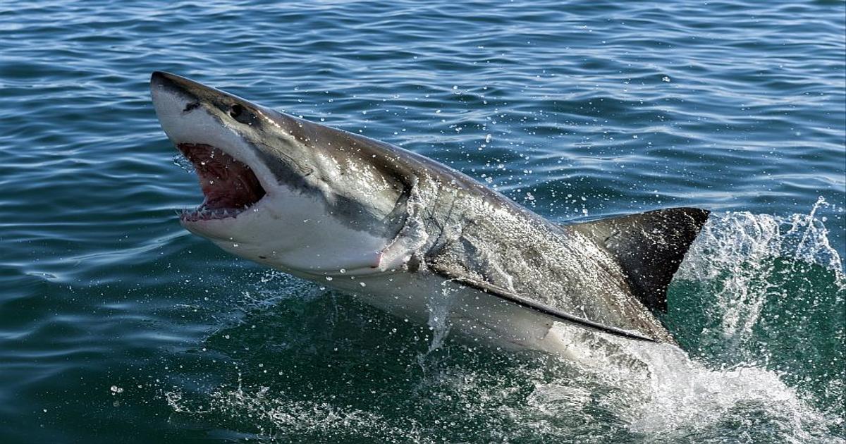 Great White Shark Volunteering | The Great Projects