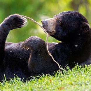 An Update From Samboja - The New Sun Bear Enrichment Area Is Open For Business!