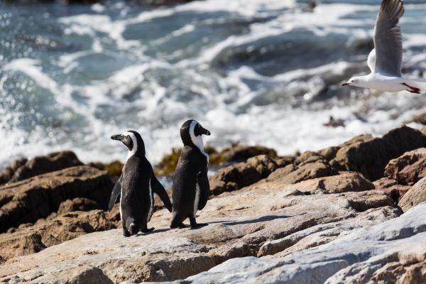 Penguins at Betty’s Bay