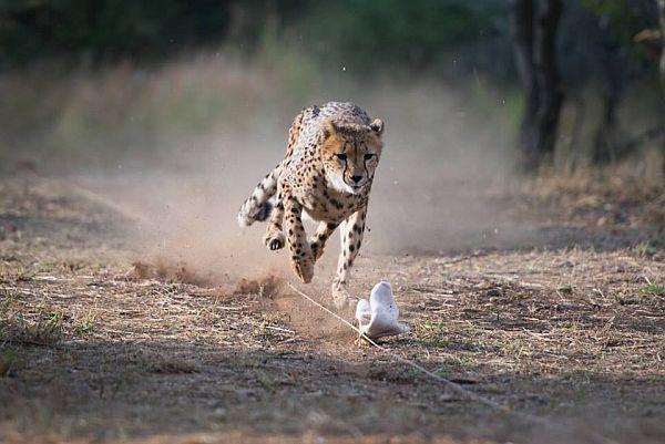 Cheetah Chasing Lure at the Namibia Wildlife Sanctuary