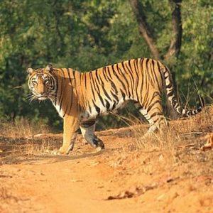 Indian Tiger Trails