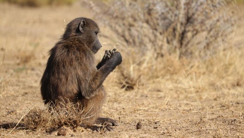 Namibia Wildlife Sanctuary Volunteer Reviews
