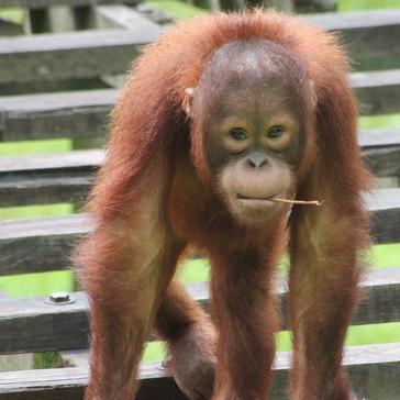 Volunteer Experiences - The Great Orangutan Project
