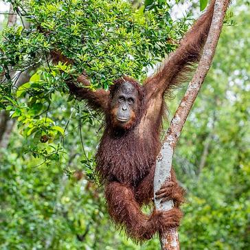Nikita's 'Need To Know' Tips For Orangutan Volunteers!