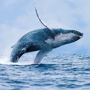 World Whale Day - Why Our Conservation Efforts Are More Important Now Than Ever Before