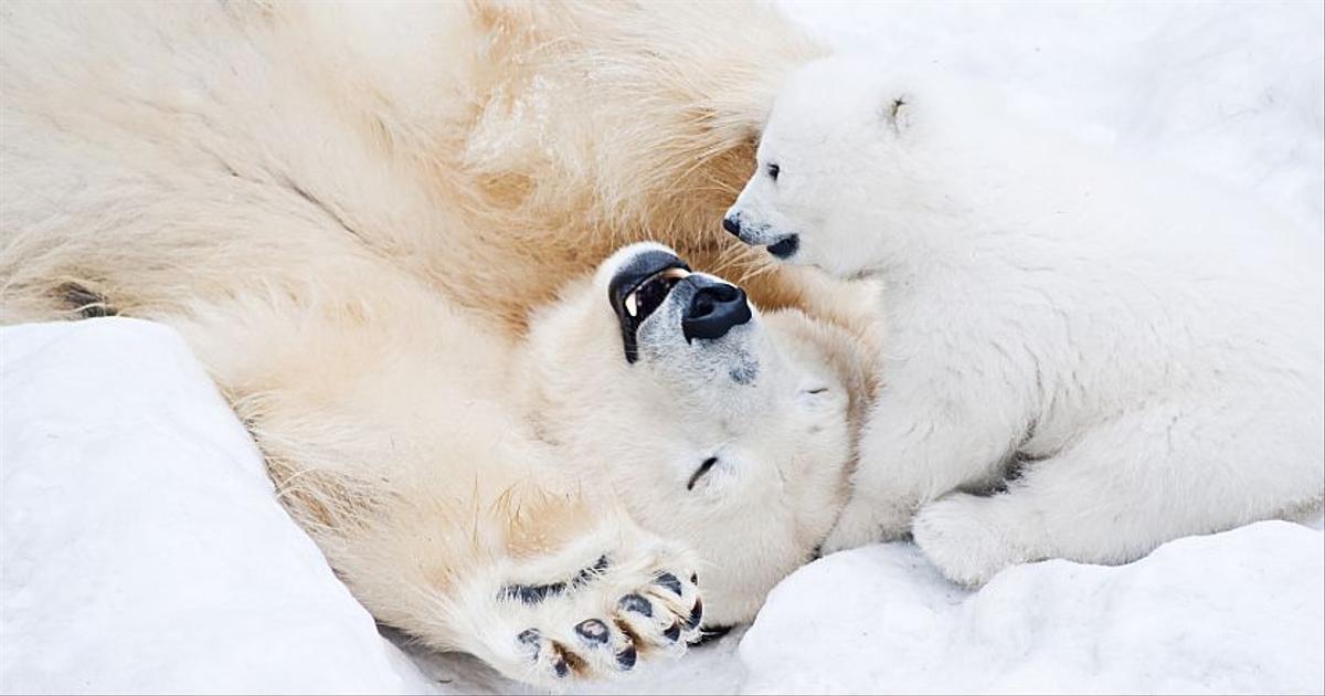 International Polar Bear Day | The Great Projects International Polar Bear Day | The Great Projects