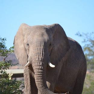 A Day In The Life Of An Elephant Volunteer!
