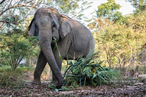 Elephant Eating at the Laos Wildlife Sanctuary