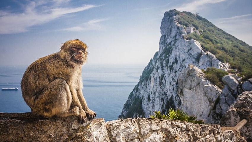 Meet Europe's Only Monkeys - The Barbary Macaques