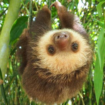 Our Super Sloth Summary - Everything You Need To Know About These Amazing Animals!
