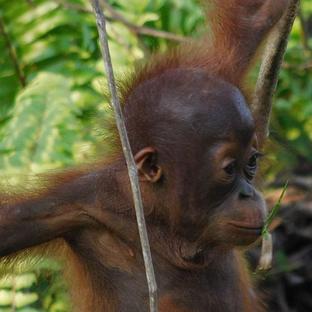 An Update From The Samboja Lestari Orangutan Project - One Island Has Been Finished And The Baby Orangutans Are Learning!