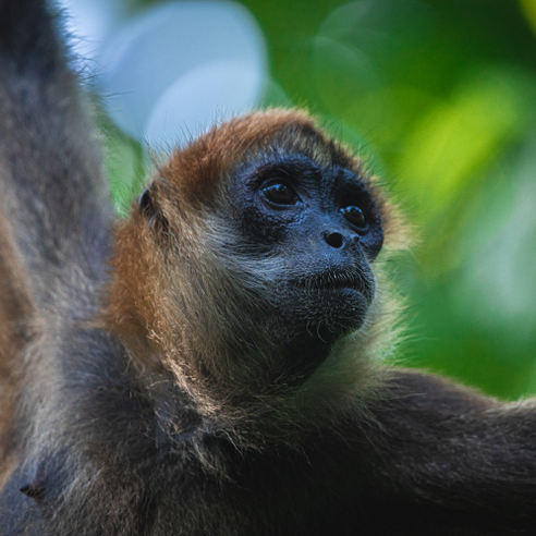 Wildlife Rehabilitation & Release in Costa Rica