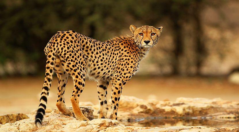 Cheetah Conservation Project