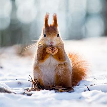 The Top 6 Winter Animal Photos!