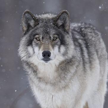 Wolf Awareness Week 2015!