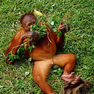 World Orangutan Day 2017!