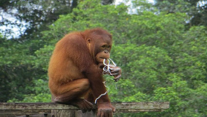 Boreno Orangutan Volunteer Experiences - The Great Orangutan Project