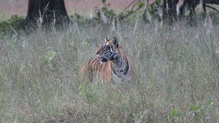 The Great Tiger Project