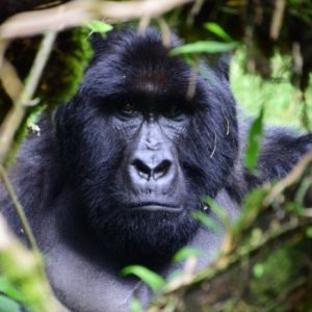 The Great Gorilla Project Review - "More than an adventure, it is a trip of a lifetime!"