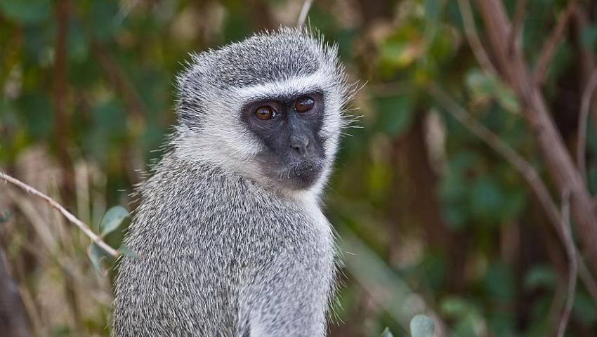 Meet The Monkeys Of Namibia