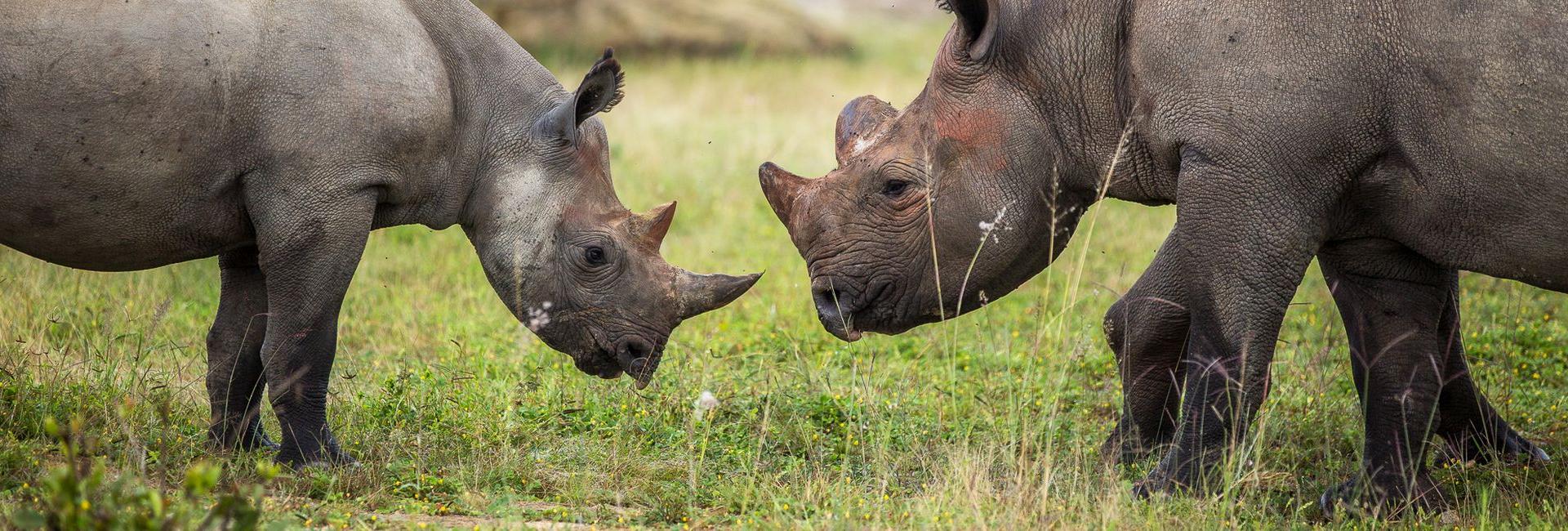 Working With Rhinos  