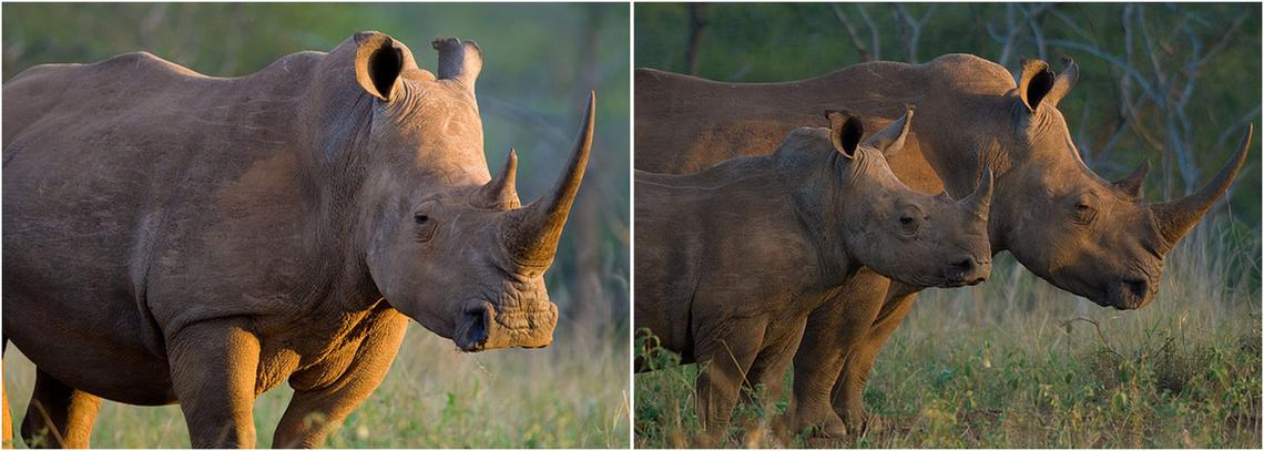 Black Rhino Conservation