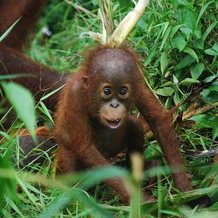 Orangutan Awareness Week 2017 - A Volunteer Poem To Celebrate The Team At Samboja!