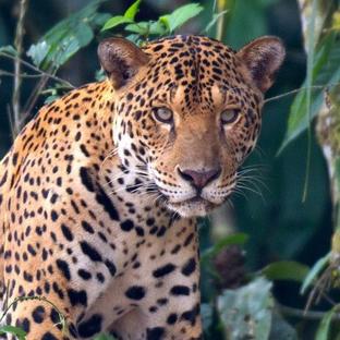 Reynaldo and The Amazon Conservation Project, Peru 