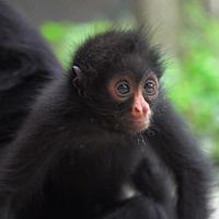 Meet The New Arrival at the Bolivia Wildlife Sanctuary