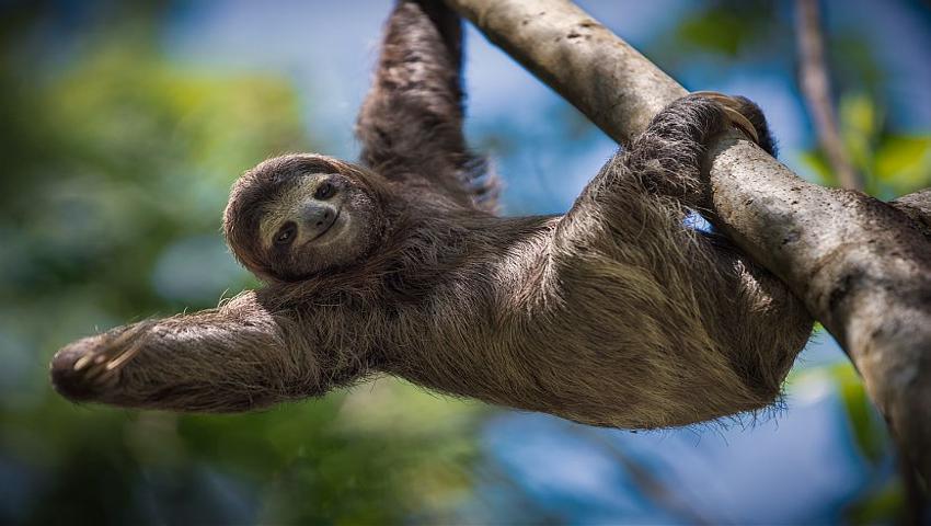 12 Week Internships at the Sloth Conservation and Wildlife Experience