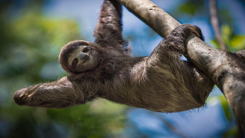 Join a 12 Week Wildlife Internship in Costa Rica | The Great Projects Join a 12 Week Wildlife Internship in Costa Rica | The Great Projects