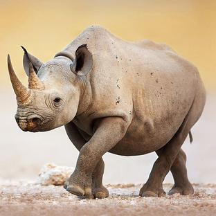World Rhino Day - Check Out Our Amazing Infographic Here
