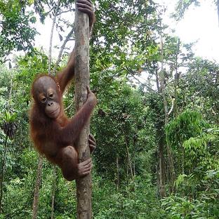 Orangutan Awareness Week 2015
