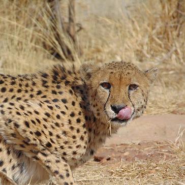 Bethany's Volunteer Review Of Her Time At The Namibia Wildlife Sanctuary - See What She Had To Say About The Project! 