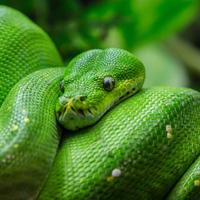 World Snake Day - Six Ssstrange Facts!