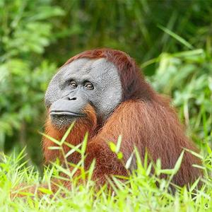Latest At The Nyaru Menteng Orangutan Sanctuary