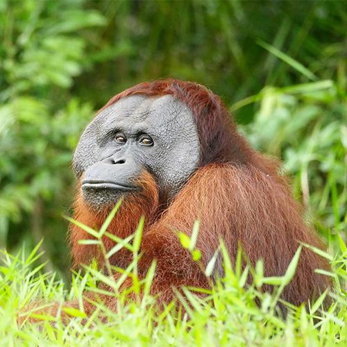Latest At The Nyaru Menteng Orangutan Sanctuary