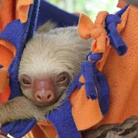 Meet The Founder Of The Sloth Conservation And Wildlife Experience