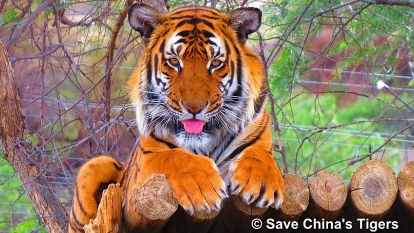 Tiger Conservation in India | The Great Projects