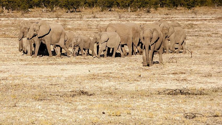 Volunteer Experiences - Desert Elephants In Namibia