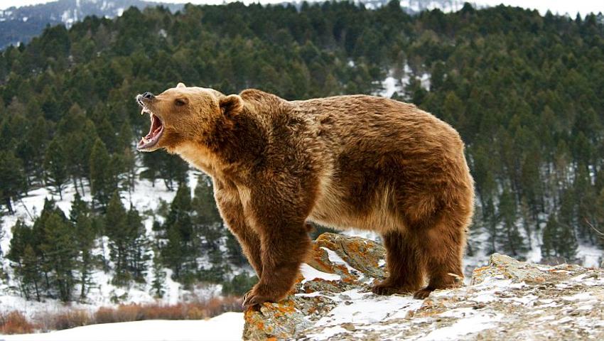 Our Top 5 Grizzly Bear Facts!