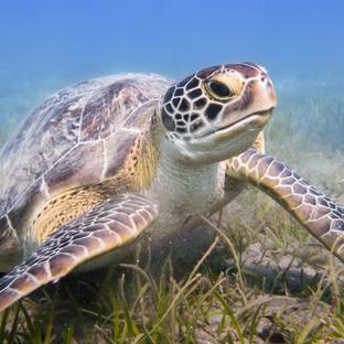 Volunteer On A Sea Turtle Conservation Project!