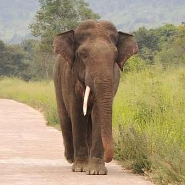 Volunteering in Sri Lanka with Elephants - Update