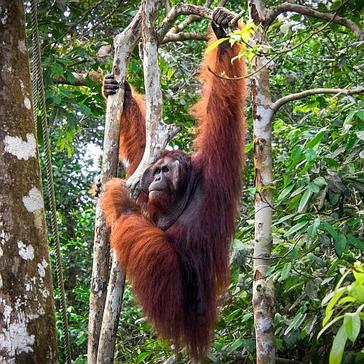 7 Orangutans From The Samboja Lestari Sanctuary Were Released Back Into The Wild Yesterday!